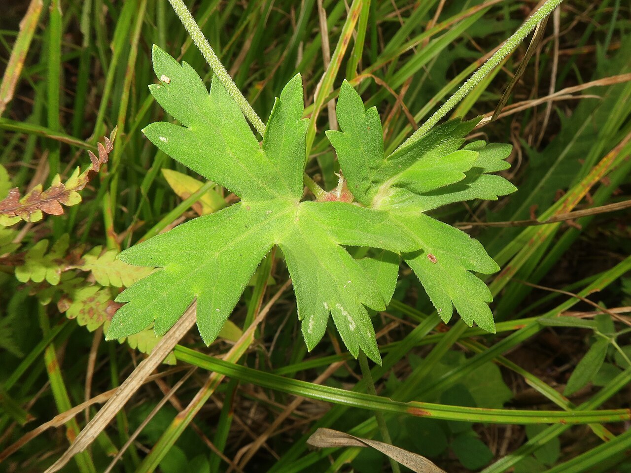 Geranium yoshinoi: Geranium yoshinoi , Koigakubo wetland, Niimi city, Okayama pref., Japan