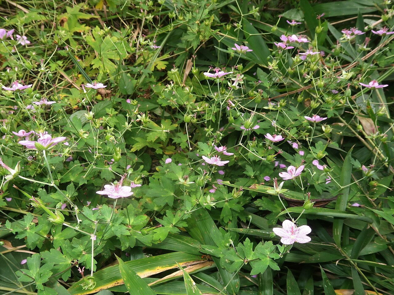 Geranium yoshinoi: Geranium yoshinoi , Koigakubo wetland, Niimi city, Okayama pref., Japan