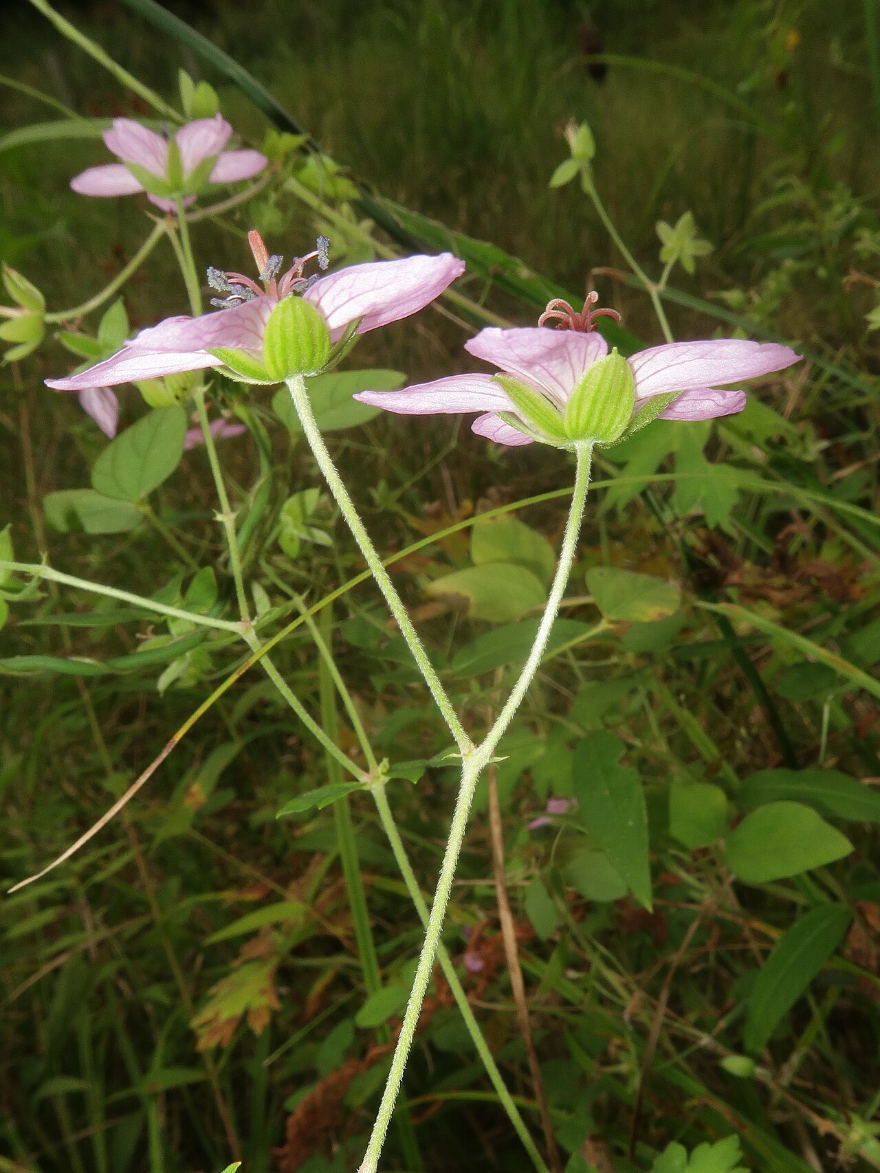 Geranium yoshinoi: Geranium yoshinoi , Koigakubo wetland, Niimi city, Okayama pref., Japan