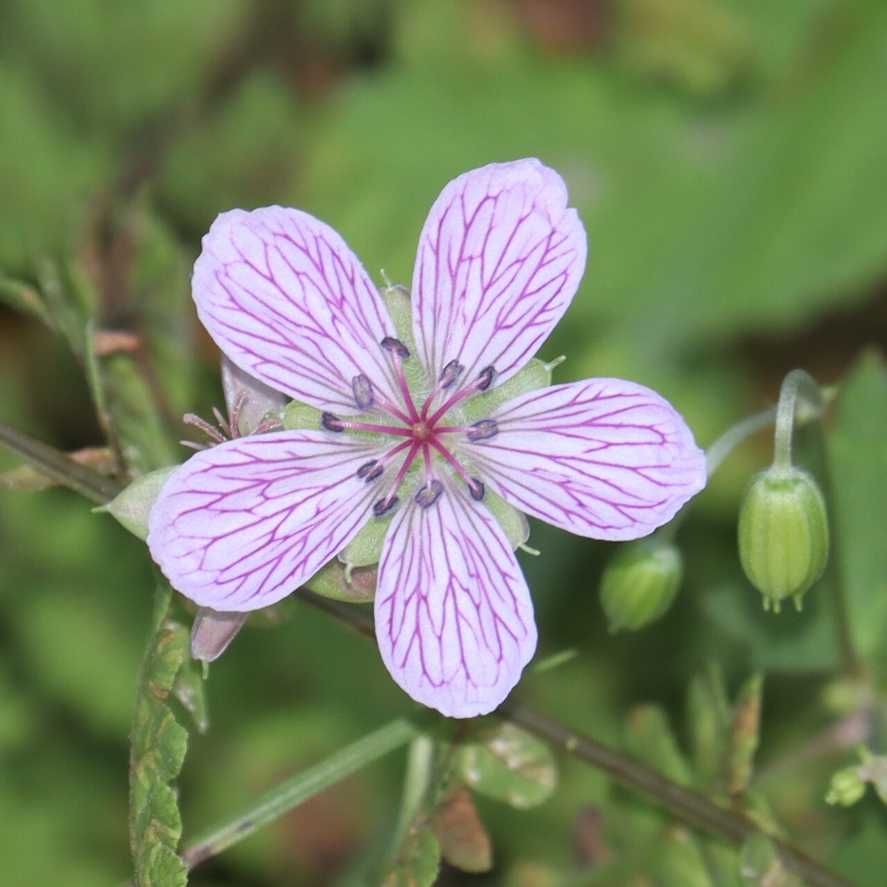 Geranium yoshinoi: Geranium yoshinoi in Mino Area, Gifu Prefecture, Japan.