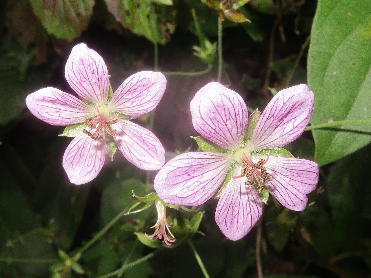 Geranium yoshinoi: Geranium yoshinoi , Koigakubo wetland, Niimi city, Okayama pref., Japan