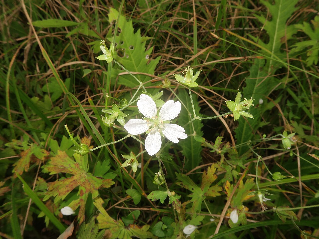 Geranium yoshinoi: Geranium yoshinoi , Koigakubo wetland, Niimi city, Okayama pref., Japan