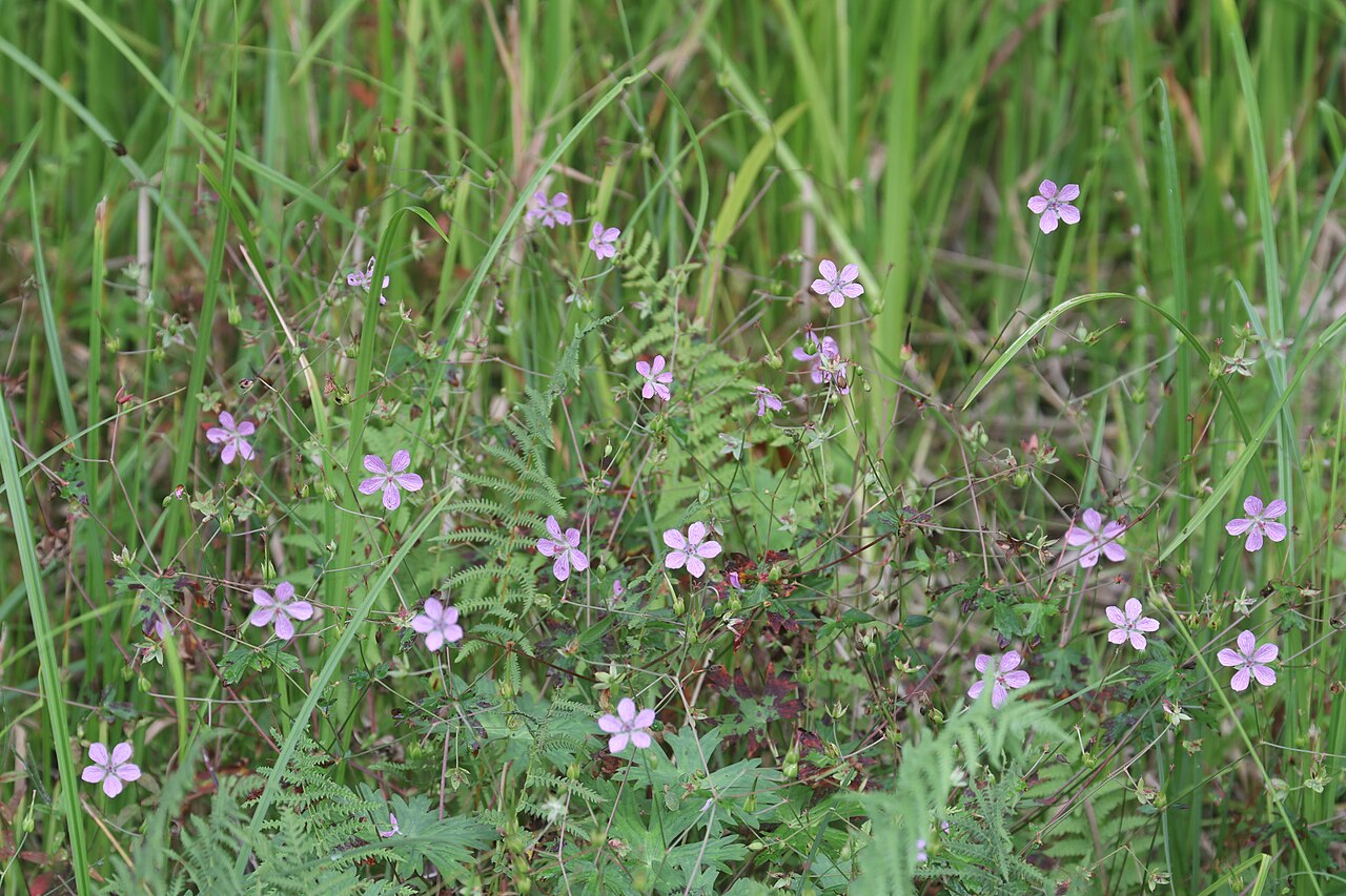 Geranium yoshinoi: Geranium yoshinoi in Hida Area, Gifu Prefecture, Japan.