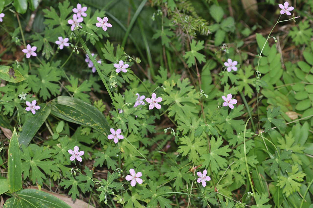 Geranium yoshinoi: Geranium yoshinoi in Mino Area, Gifu Prefecture, Japan.