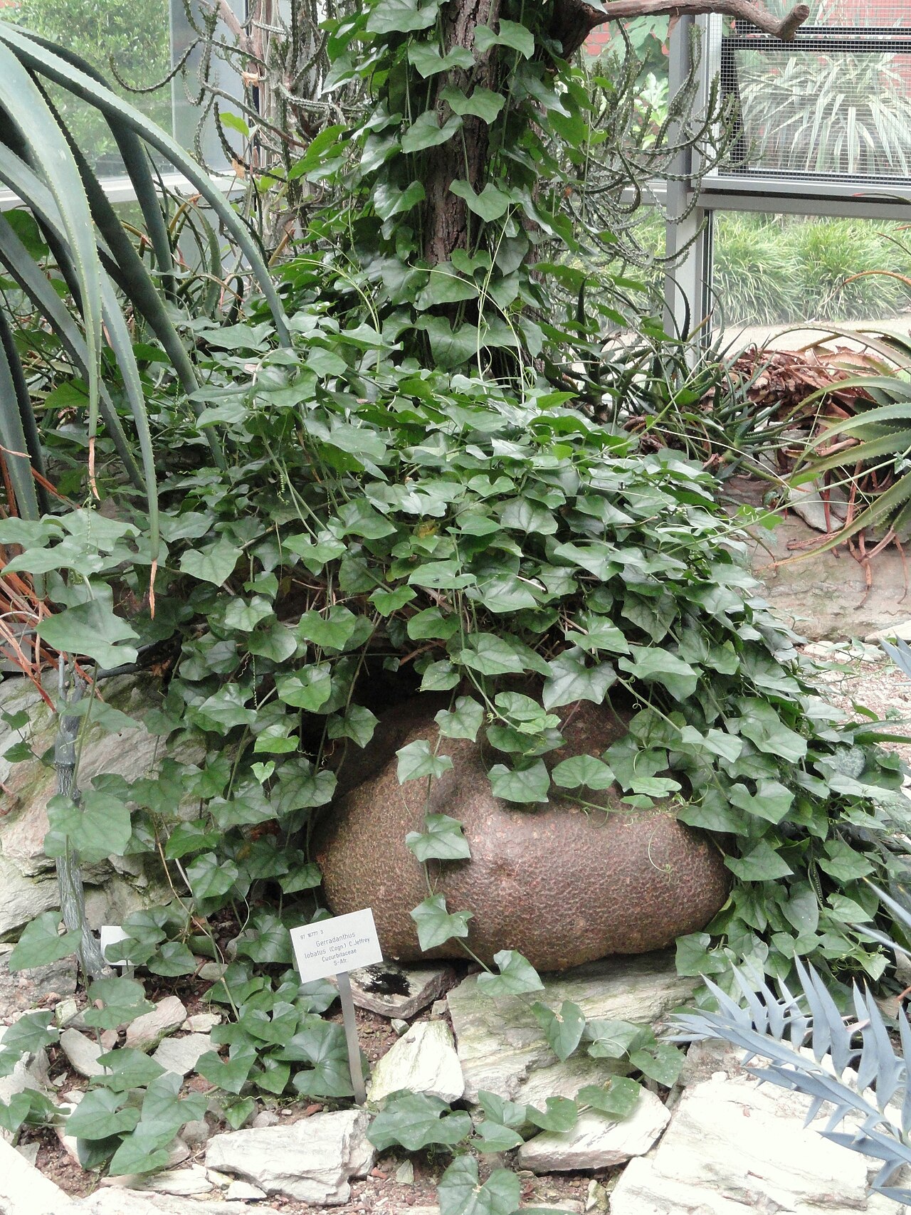 Gerrardanthus lobatus: Botanical specimen in the Palmengarten, Frankfurt am Main, Germany.