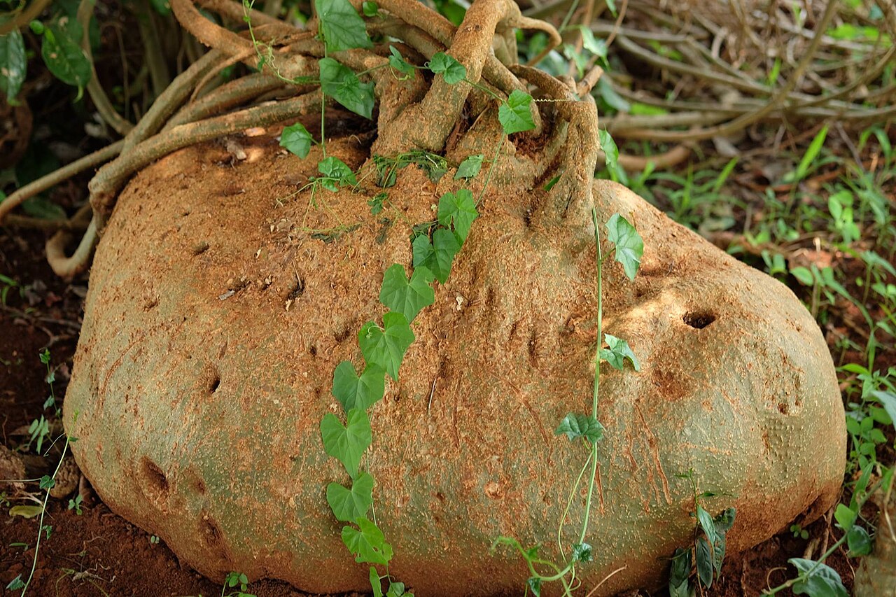 Gerrardanthus lobatus: Gerrardanthus lobatus (Cogn.) C.Jeffrey - Langobaja, Kenya