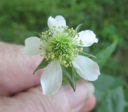 White avens
