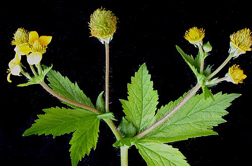 Largeleaf avens: Nom français : benoîte à grandes feuilles. Nom anglais : large-leaved avens. Tige, feuilles et inflorescence (fleurs) de benoîte à grandes feuilles.