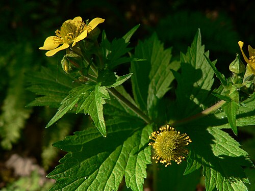 Largeleaf avens: Largeleaf Avens