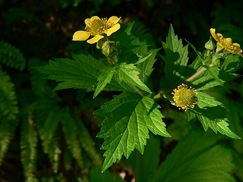 Largeleaf avens: Largeleaf Avens