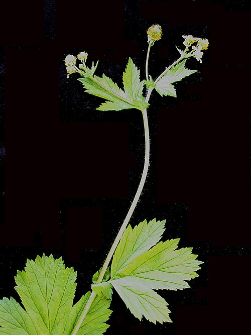 Largeleaf avens: Nom français : benoîte à grandes feuilles. Nom anglais : large-leaved avens. Tige, feuilles et inflorescence (fleurs) de benoîte à grandes feuilles.
