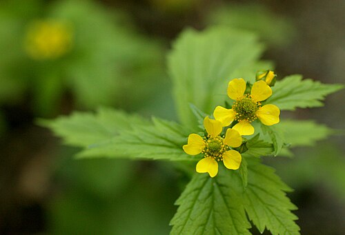 Largeleaf avens: Large-leaved avens (Geum macrophyllum - Rosaceae family). Per Pojar: "Nuxalk made tea from the roots for stomach pains, and the leaves were poulticed on boils" 
