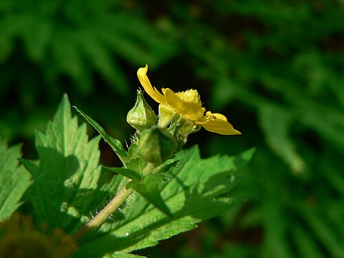 Largeleaf avens: Largeleaf Avens