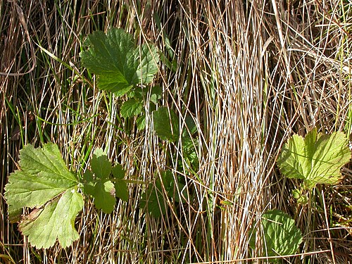 Largeleaf avens: The pinnate leaves each with a large terminal leaflet is characteristic of this species.