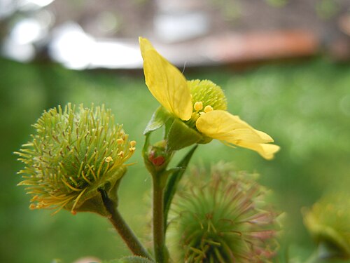 Largeleaf avens: The yellow flowers are Potentilla-like except for the hairy ovaries and tailed (long-styled) achenes.