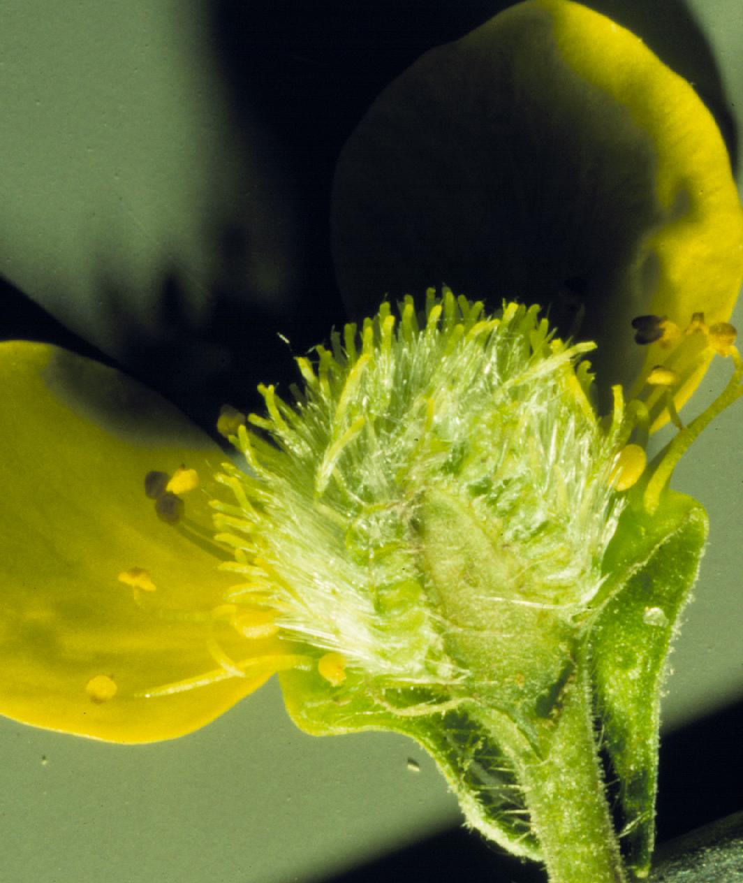 Largeleaf avens: The receptacle is conical.
