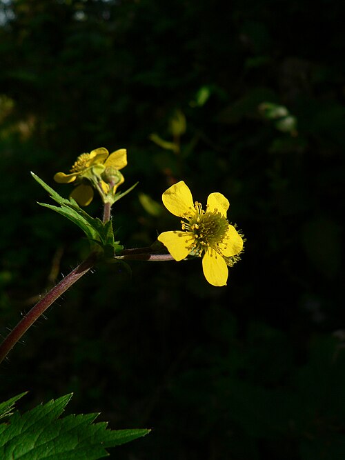 Largeleaf avens: Geum macrophyllum