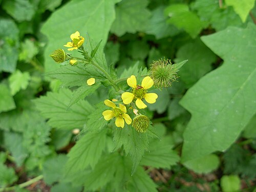 Largeleaf avens: Geum macrophyllum var. perincisum — at the Aggregate Ponds, Washington. About one mile west of the Goodell Creek Campground (Milepost 118 of the North Cascades 