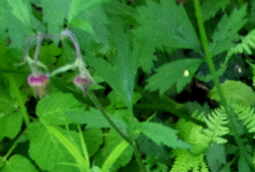 Purple avens (Geum rivale)