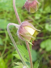 Purple avens
