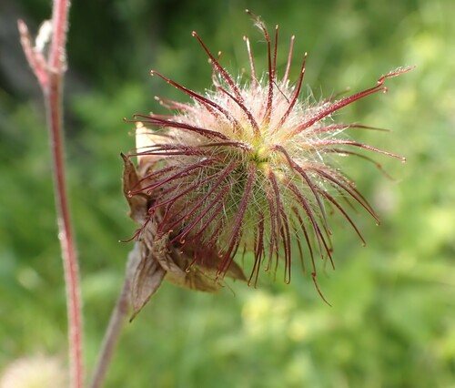Purple avens (Geum rivale)