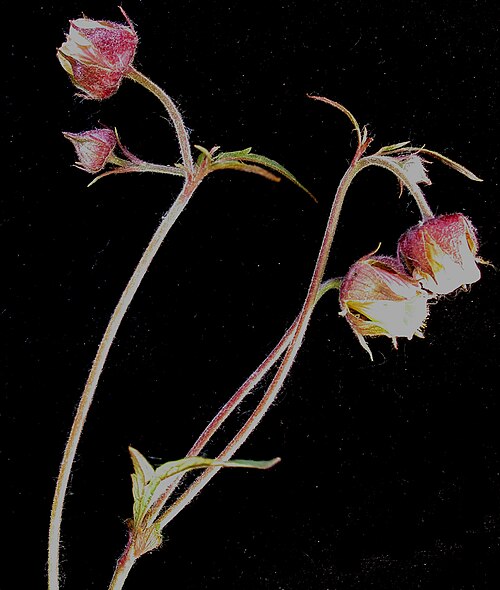 Purple avens: Nom français : benoîte des ruisseaux. Nom anglais : water avens. Tige et inflorescence (fleurs) de benoîte des ruisseaux.