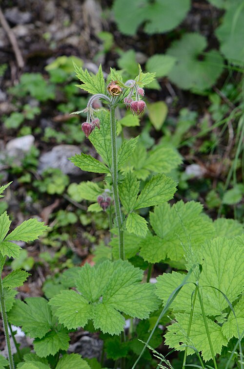 Purple avens: Bach-Nelkenwurz Ötschergräben