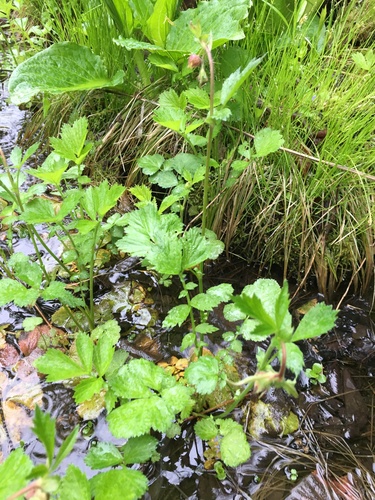 Purple avens (Geum rivale)