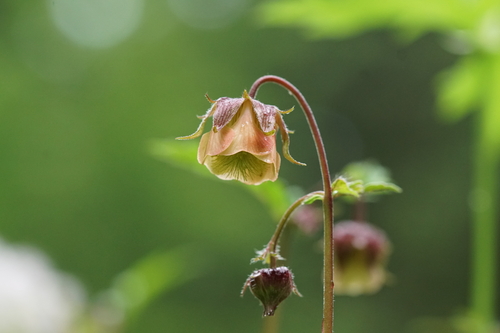 Purple avens (Geum rivale)