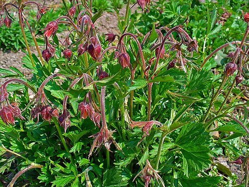 Purple avens: Geum rivale , Rosaceae, Water Avens, habitus.