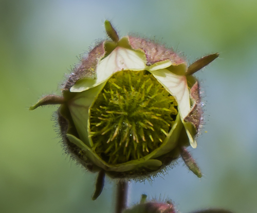 Purple avens (Geum rivale)