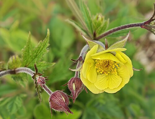 Purple avens: flower and bottoms