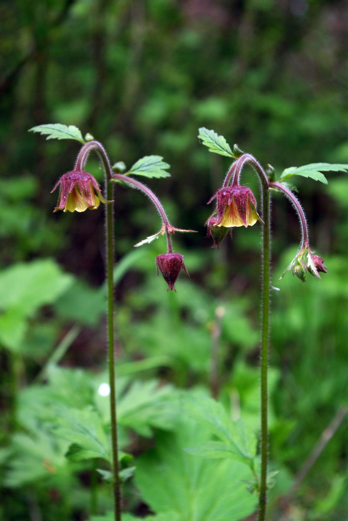 Purple avens: Twins