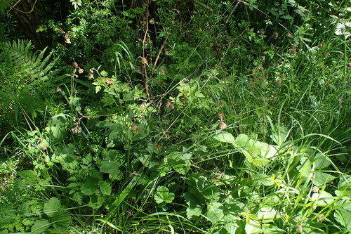 Purple avens (Geum rivale)