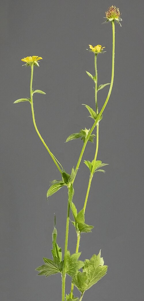Herb bennet: wood avens - Habit