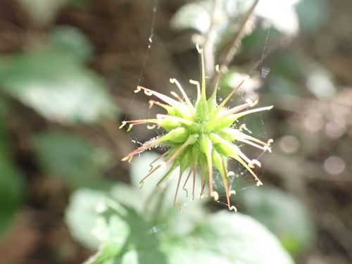 Herb bennet (Geum urbanum)