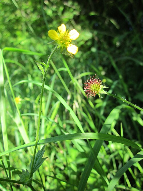 Herb bennet: Echte Nelkenwurz ( Geum urbanum ) im Hockenheimer Rheinbogen