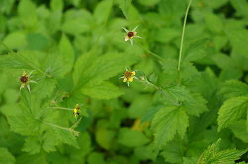 Herb bennet (Geum urbanum)