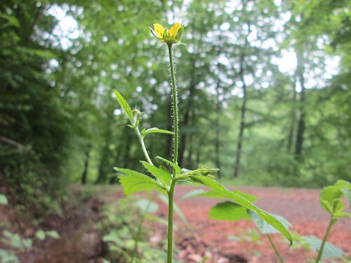 Herb bennet: Echte Nelkenwurz ( Geum urbanum ) am Markusbrunnen im Landschaftsschutzgebiet „Wisch- und Wogbachtal“ bei Fechingen