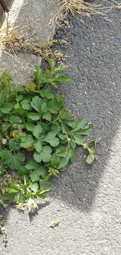 Herb bennet (Geum urbanum)