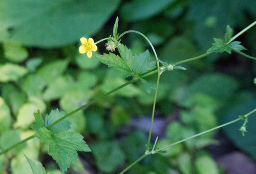 Herb bennet (Geum urbanum)