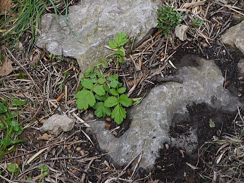 Herb bennet: Geum urbanum (benoîte commune) dans les environs de Céret.
