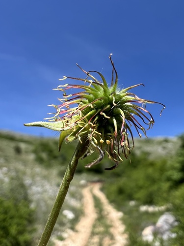 Herb bennet (Geum urbanum)