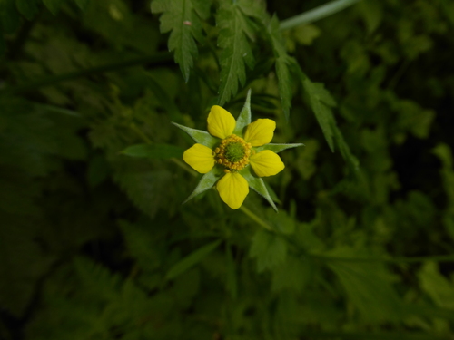 Herb bennet (Geum urbanum)