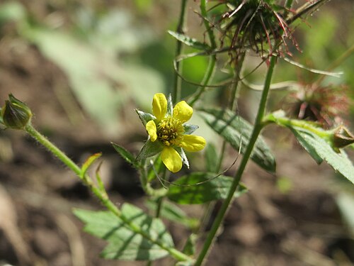 Herb bennet: Echte Nelkenwurz ( Geum urbanum ) am Staden in Saarbrücken