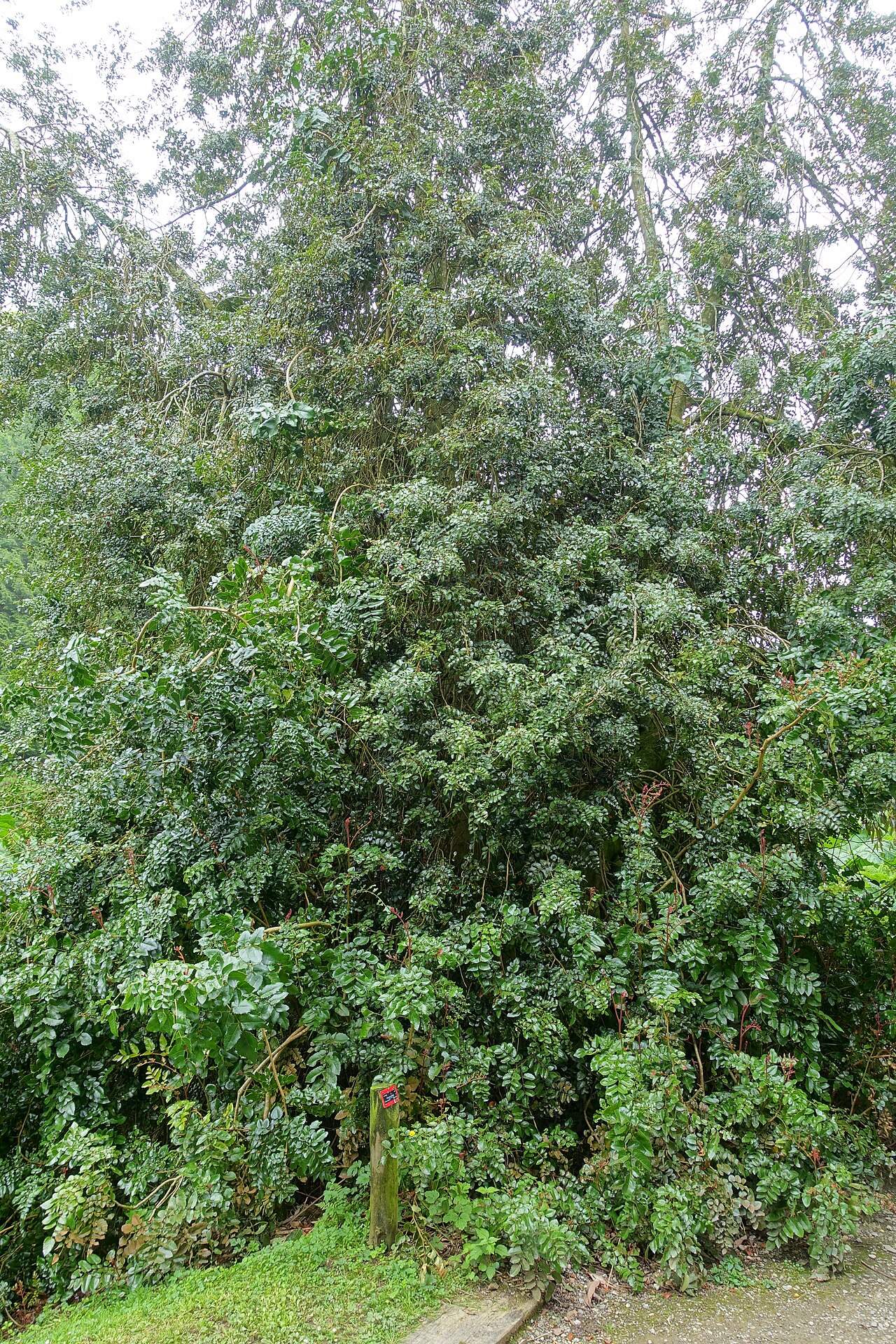 Gevuina avellana: Horticultural specimen in Trebah Garden - Cornwall, England.