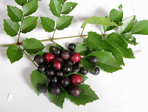 Gevuina avellana: Avellano (Gevuina avellana) leaves & seeds