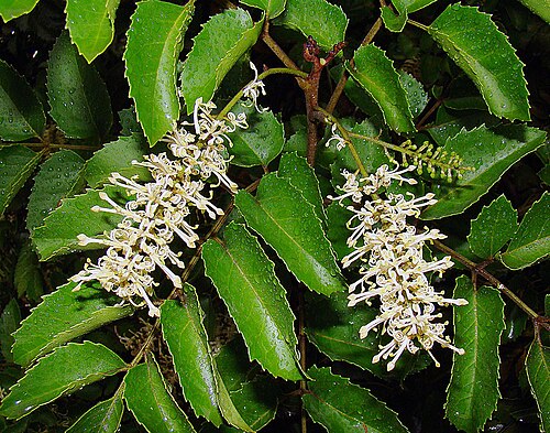 Gevuina avellana: Known as the Chilean Hazel in English, but as Avellano in Chile. In context at www.dixpix.ca/sth_cordillera/flora/protoesco/index.html
