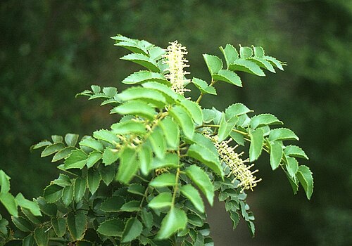 Gevuina avellana: Gevuina avellana , Proteaceae - Chile, Salto de Petrohué
