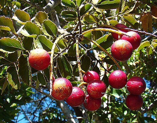Gevuina avellana: For these edible nuts, Avellano is known as Chilean Hazel. In context at www.dixpix.ca/sth_cordillera/flora/protoesco/index.html